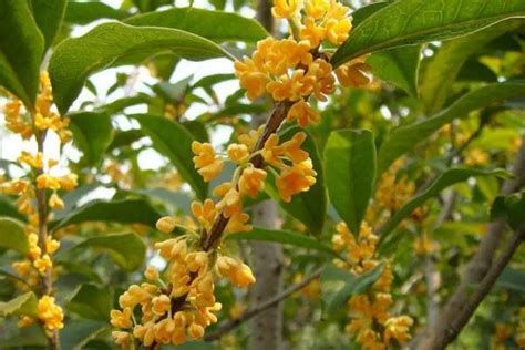 桂花树风水|桂花树的风水禁忌，家里为什么不能种桂花